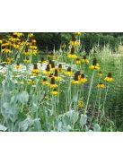 Óriás kúpvirág / RUDBECKIA maxima