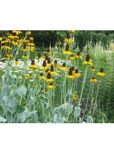 Óriás kúpvirág / RUDBECKIA maxima