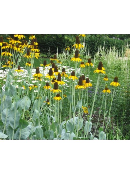 Óriás kúpvirág / RUDBECKIA maxima