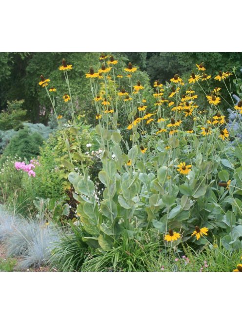 Óriás kúpvirág / RUDBECKIA maxima