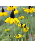 Óriás kúpvirág / RUDBECKIA maxima