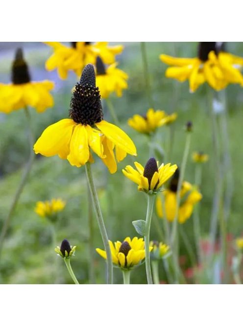 Óriás kúpvirág / RUDBECKIA maxima