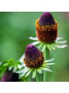 Kúpvirág, 'Zöld Varázsló / RUDBECKIA occidentalis