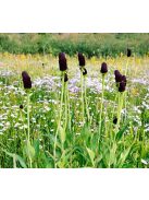 Kúpvirág, 'Zöld Varázsló / RUDBECKIA occidentalis