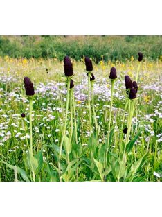 Kúpvirág, 'Zöld Varázsló / RUDBECKIA occidentalis