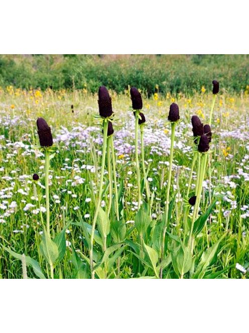Kúpvirág, 'Zöld Varázsló / RUDBECKIA occidentalis