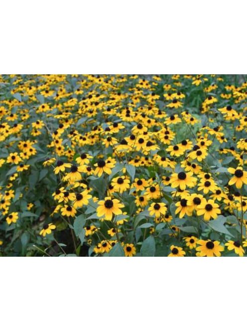 Kisfészkű kúpvirág / RUDBECKIA triloba 'Blackjack Gold'