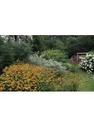 Kisfészkű kúpvirág / RUDBECKIA triloba 'Blackjack Gold'