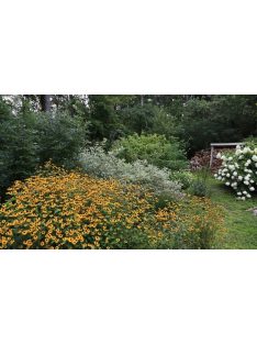   Kisfészkű kúpvirág / RUDBECKIA triloba 'Blackjack Gold'