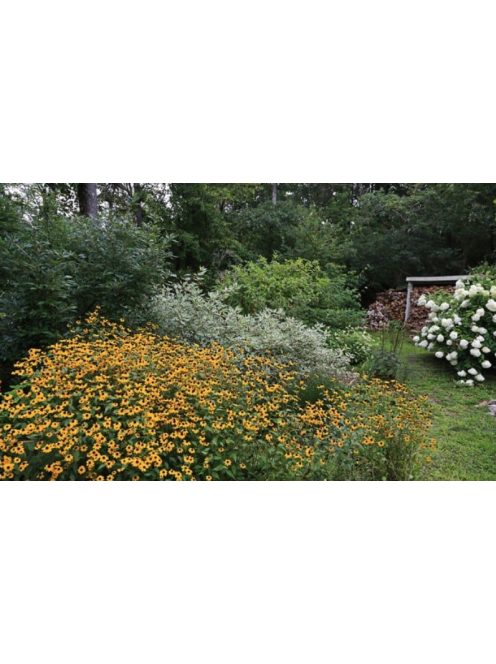 Kisfészkű kúpvirág / RUDBECKIA triloba 'Blackjack Gold'