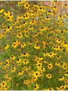 Kisfészkű kúpvirág / RUDBECKIA triloba 'Blackjack Gold'