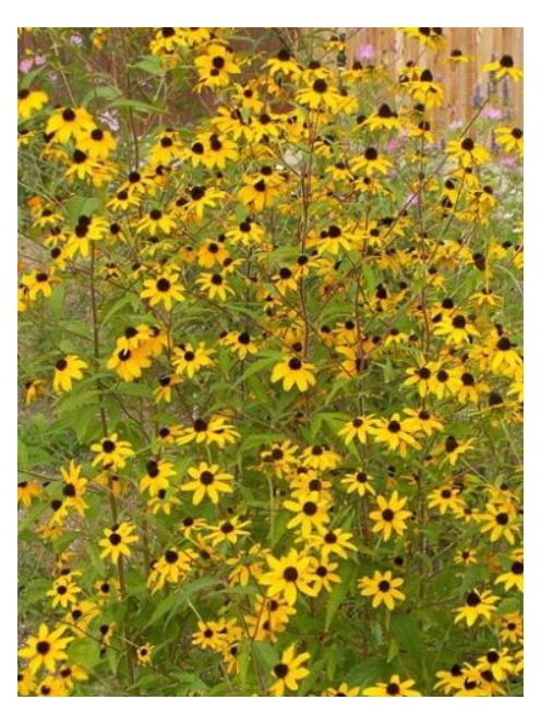 Kisfészkű kúpvirág / RUDBECKIA triloba 'Blackjack Gold'