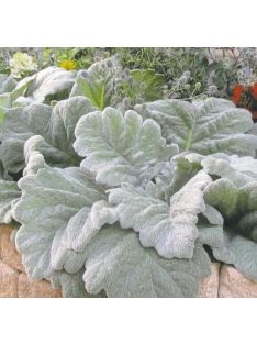 Ezüst zsálya / SALVIA argentea