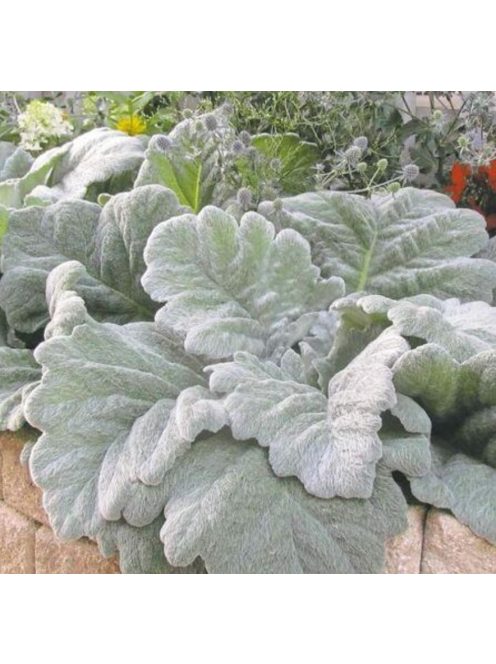 Ezüst zsálya / SALVIA argentea