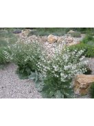 Ezüst zsálya / SALVIA argentea
