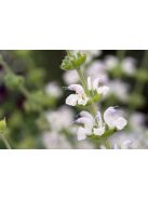 Ezüst zsálya / SALVIA argentea