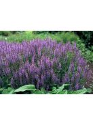Ligeti zsálya / SALVIA nemorosa 'Blaukönigin'