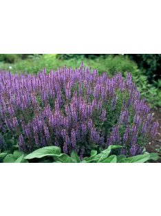 Ligeti zsálya / SALVIA nemorosa 'Blaukönigin'
