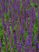 Ligeti zsálya / SALVIA nemorosa 'Blaukönigin'