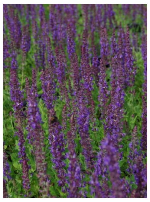 Ligeti zsálya / SALVIA nemorosa 'Blaukönigin'