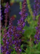 Ligeti zsálya / SALVIA nemorosa 'Blaukönigin'