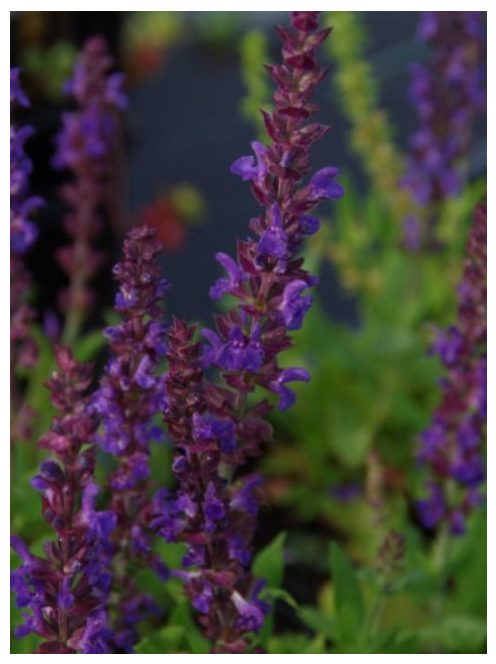 Ligeti zsálya / SALVIA nemorosa 'Blaukönigin'