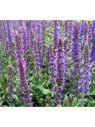 Ligeti zsálya / SALVIA nemorosa 'Blaukönigin'