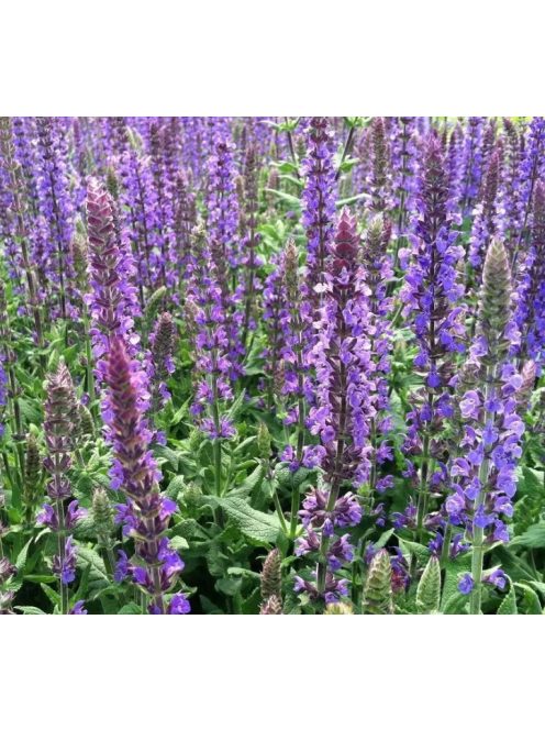 Ligeti zsálya / SALVIA nemorosa 'Blaukönigin'