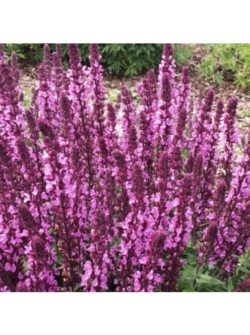 Ligeti zsálya / SALVIA nemorosa 'Merleau Rose'