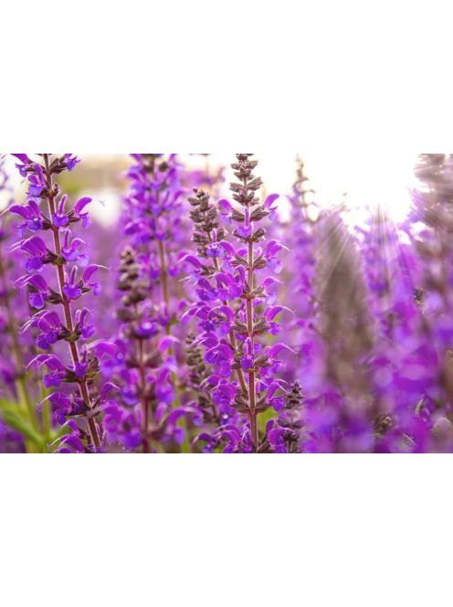 Ligeti zsálya / SALVIA nemorosa 'Merleau Rose'