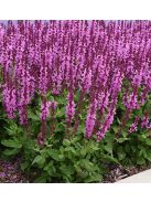 Ligeti zsálya / SALVIA nemorosa 'Merleau Rose'