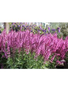 Ligeti zsálya / SALVIA nemorosa 'Rosakönigin'