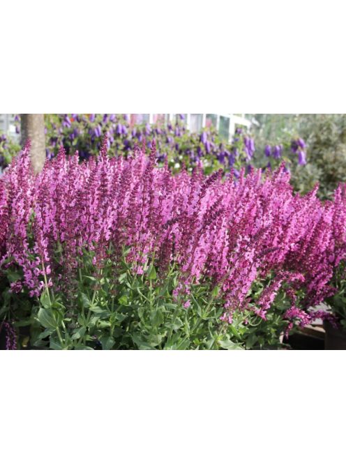 Ligeti zsálya / SALVIA nemorosa 'Rosakönigin'