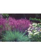 Ligeti zsálya / SALVIA nemorosa 'Rosakönigin'