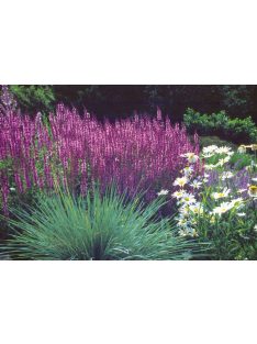 Ligeti zsálya / SALVIA nemorosa 'Rosakönigin'