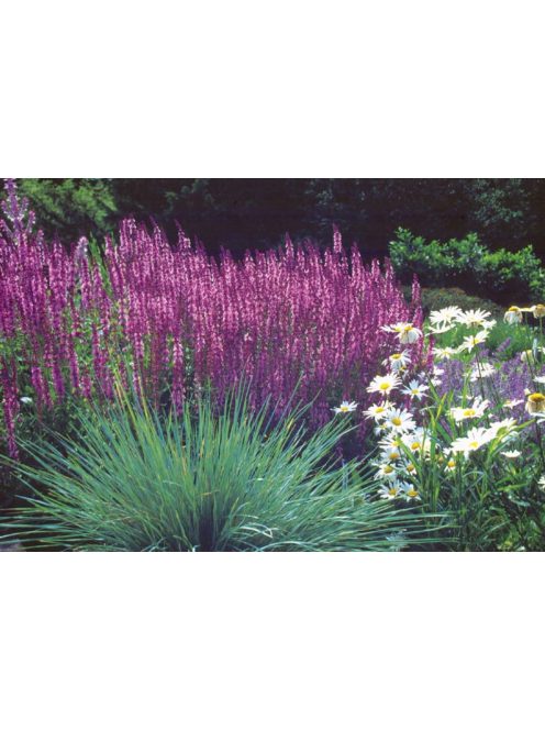 Ligeti zsálya / SALVIA nemorosa 'Rosakönigin'