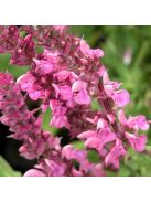 Ligeti zsálya / SALVIA nemorosa 'Rosakönigin'