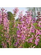 Mezei zsálya / SALVIA pratensis Ballet-Series 'Rose Rhapsody'