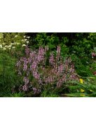 Mezei zsálya / SALVIA pratensis Ballet-Series 'Rose Rhapsody'