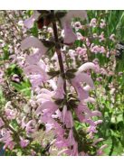 Mezei zsálya / SALVIA pratensis Ballet-Series 'Rose Rhapsody'