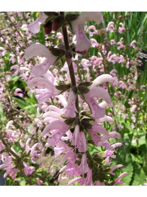 Mezei zsálya / SALVIA pratensis Ballet-Series 'Rose Rhapsody'