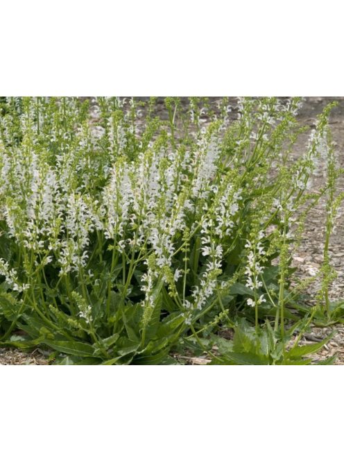 Mezei zsálya / SALVIA pratensis Ballet-Series 'Swan Lake'