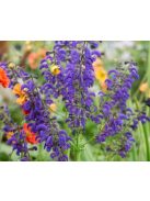 Mezei zsálya / SALVIA pratensis Ballet-Series 'Twilight Serenade'