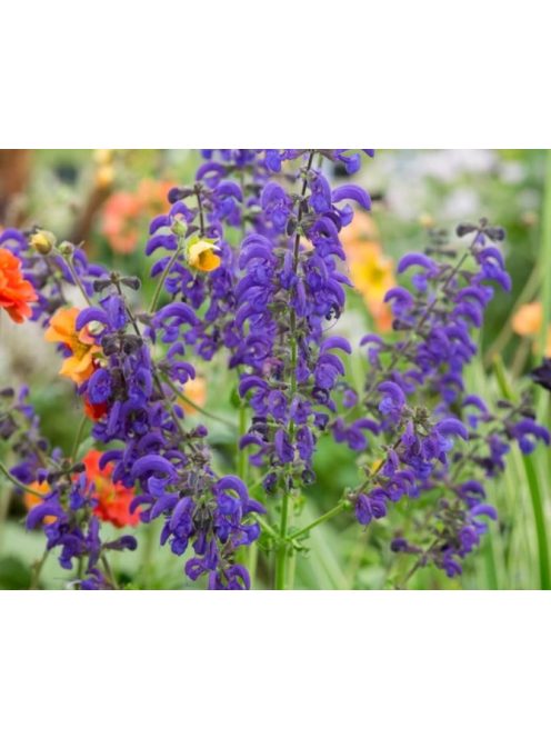 Mezei zsálya / SALVIA pratensis Ballet-Series 'Twilight Serenade'