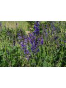 Mezei zsálya / SALVIA pratensis Ballet-Series 'Twilight Serenade'