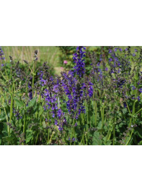 Mezei zsálya / SALVIA pratensis Ballet-Series 'Twilight Serenade'