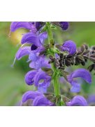 Mezei zsálya / SALVIA pratensis Ballet-Series 'Twilight Serenade'