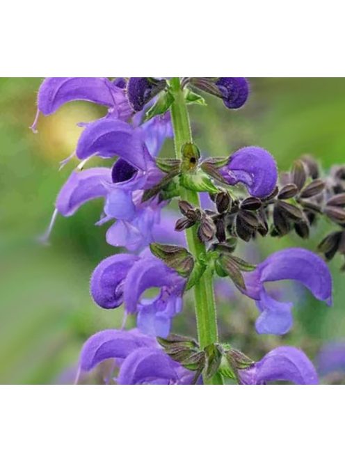 Mezei zsálya / SALVIA pratensis Ballet-Series 'Twilight Serenade'