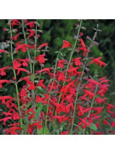 Cédrus zsálya / SALVIA roemeriana 'Arriba'(TM)
