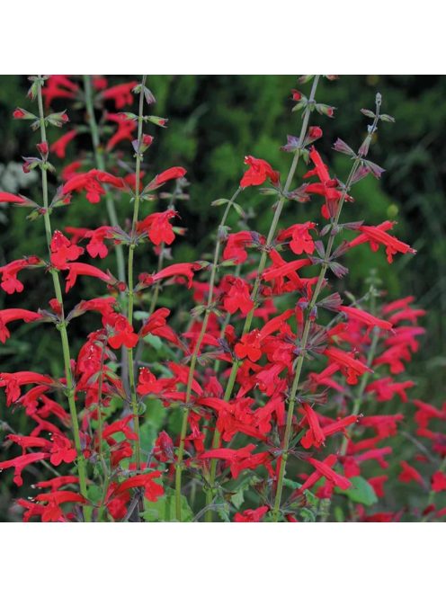 Cédrus zsálya / SALVIA roemeriana 'Arriba'(TM)
